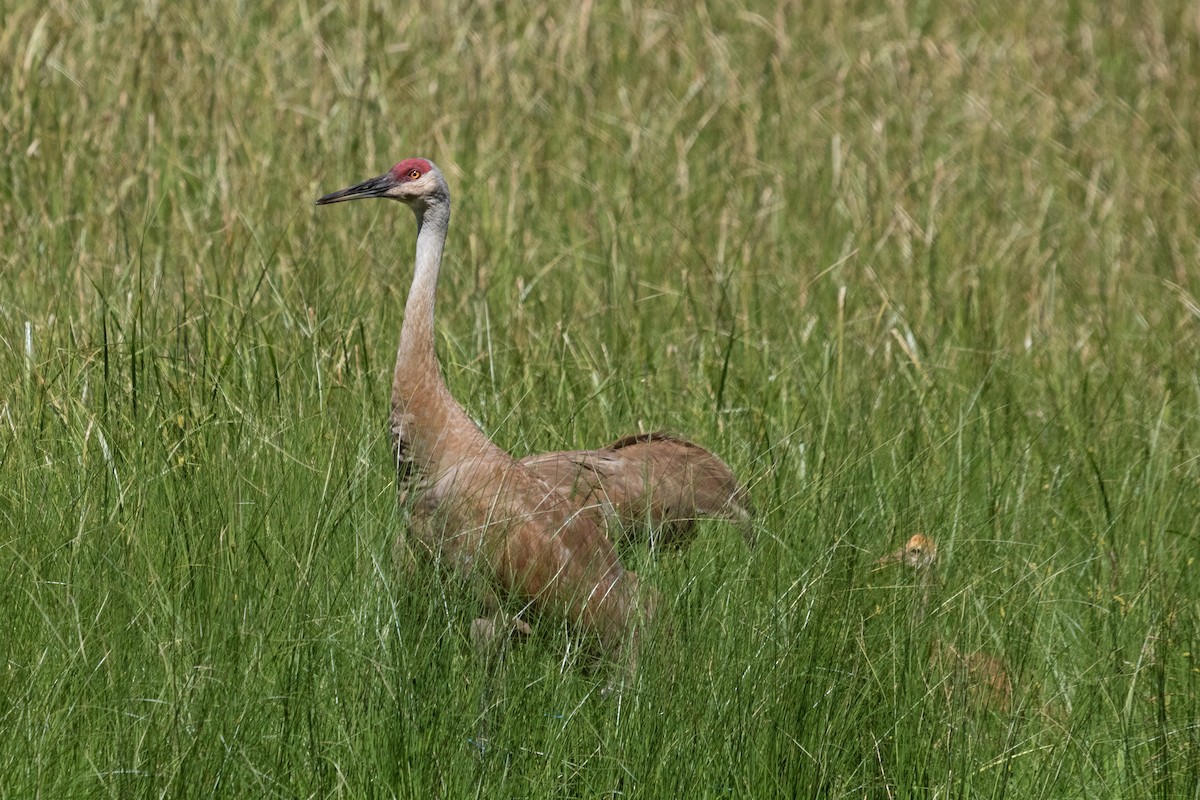 Sandhill Crane - Rebecca Marschall