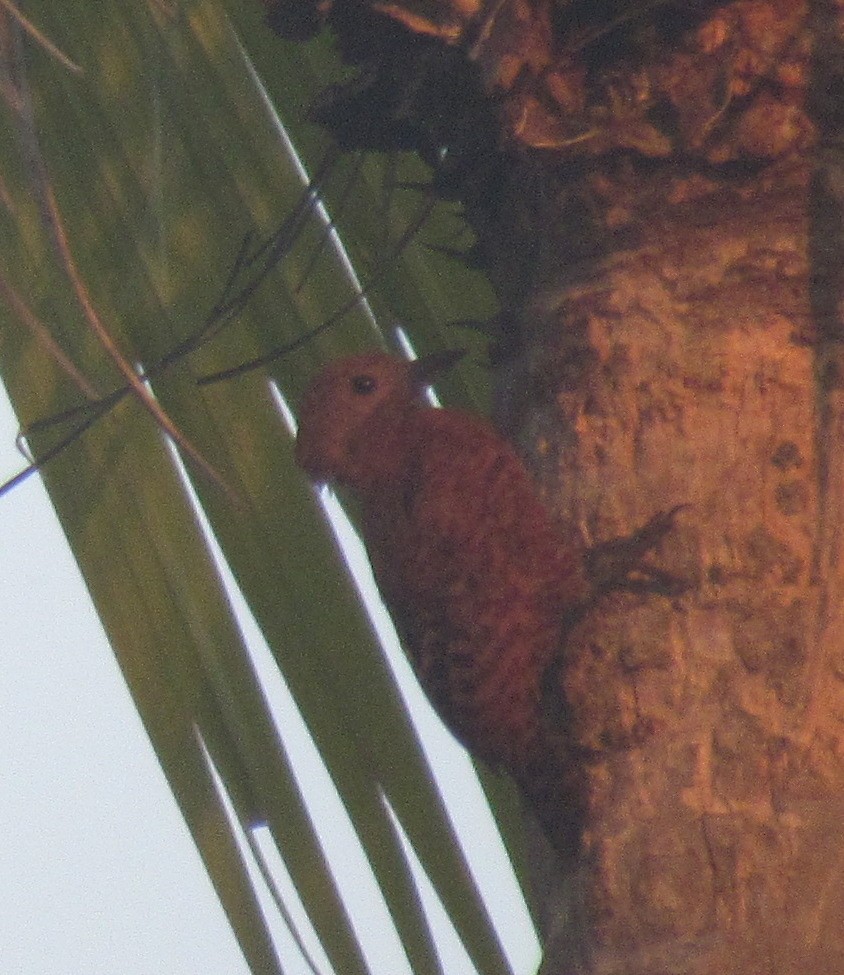 Rufous Woodpecker - ML355423211