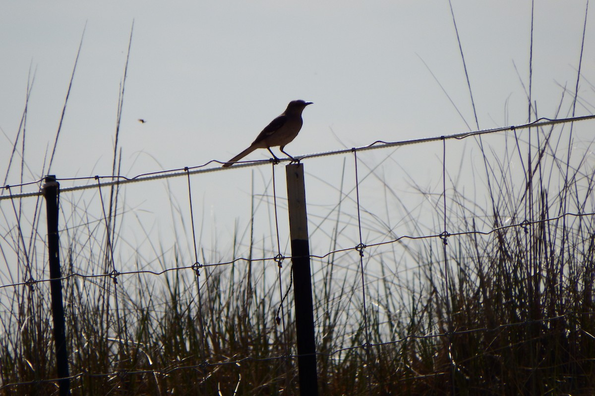 Northern Mockingbird - ML355424331