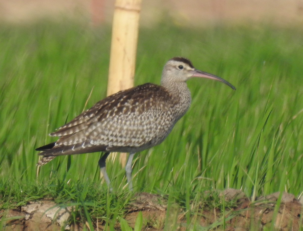 Whimbrel - ML35542481