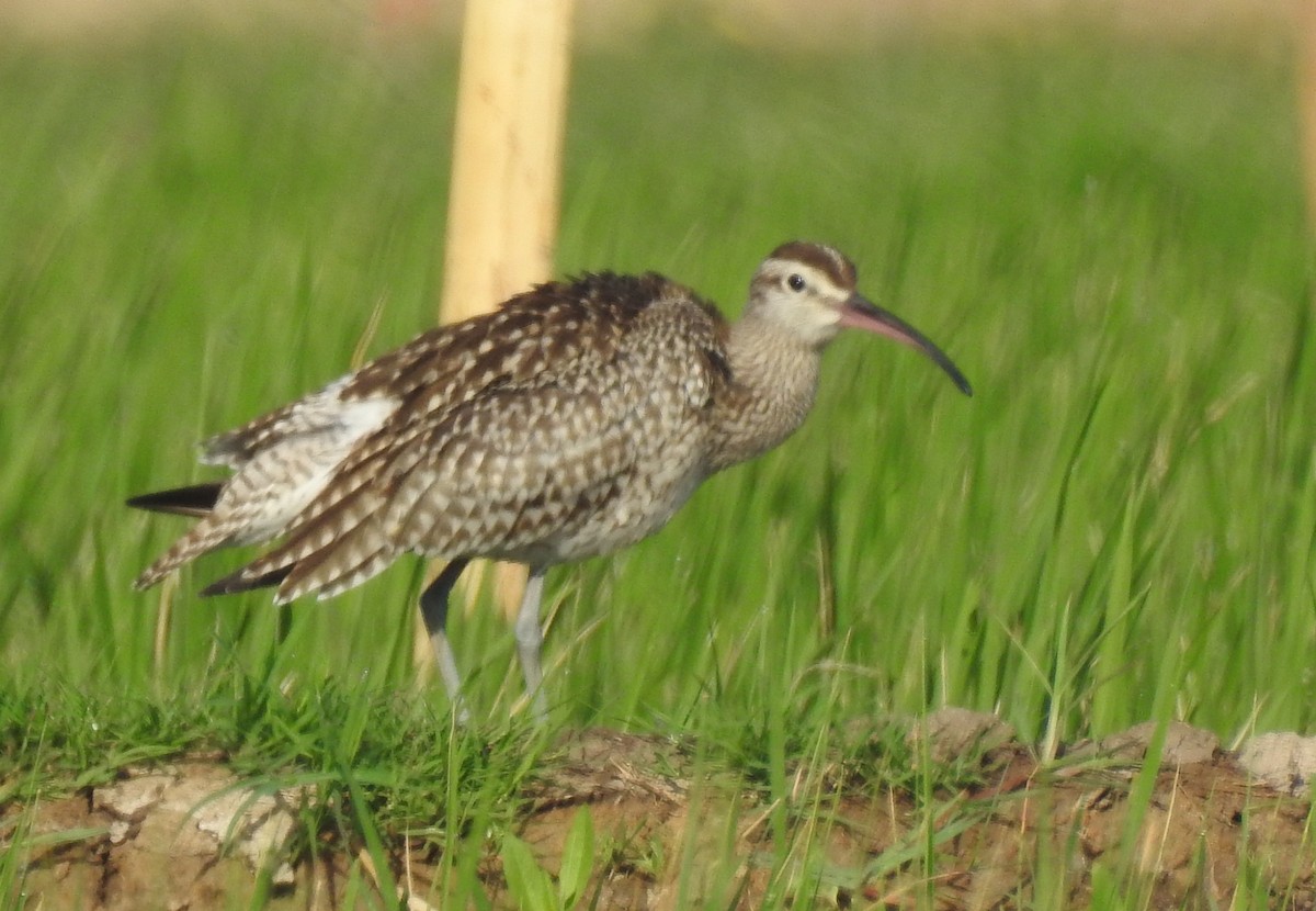 Whimbrel - ML35542531