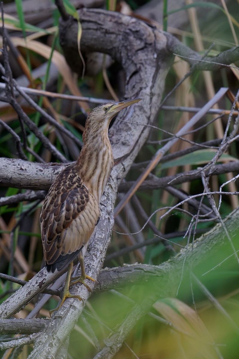 Little Bittern - ML355426231