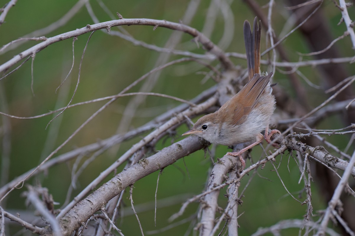 Cetti's Warbler - ML355426331