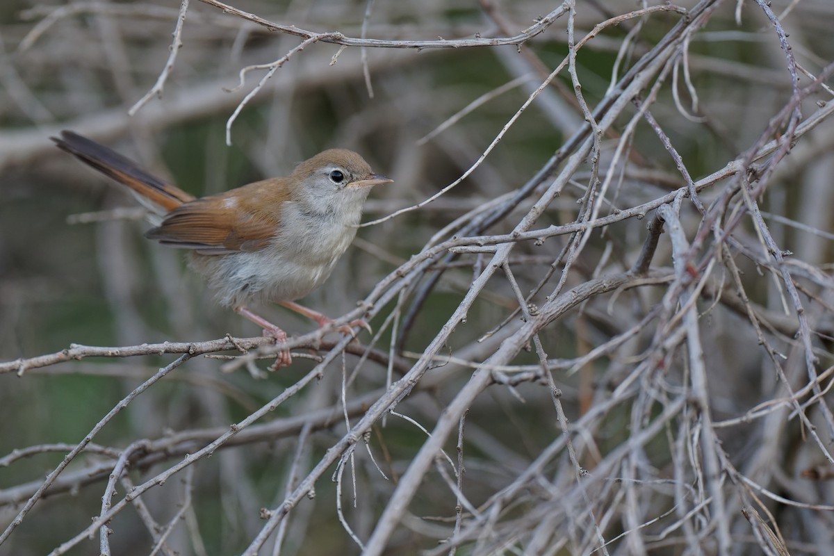 Cetti's Warbler - ML355426351