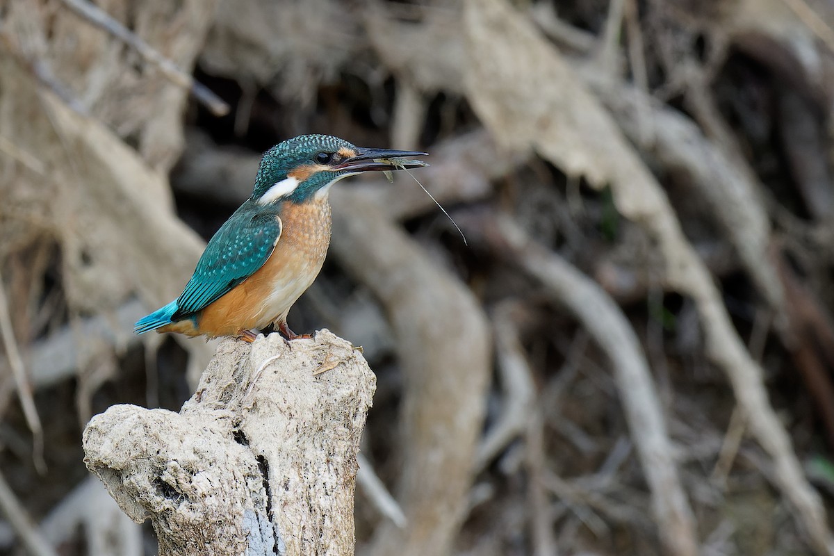 Common Kingfisher - ML355426481