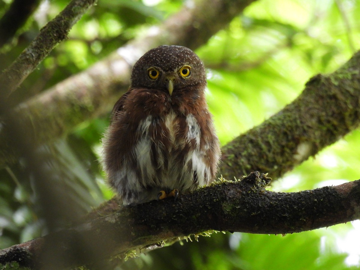 Central American Pygmy-Owl - Carlos Ulate