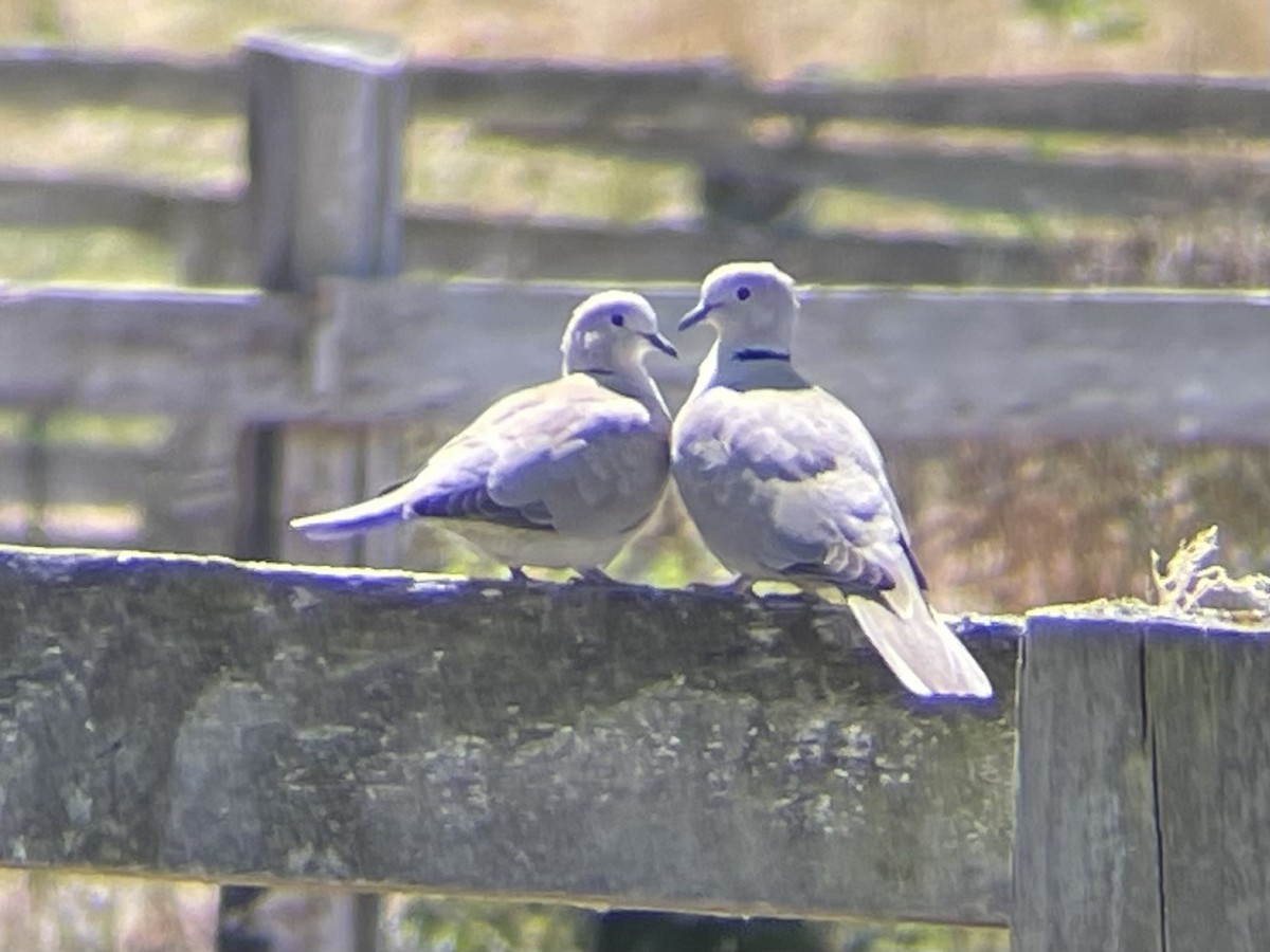 Eurasian Collared-Dove - ML355427981