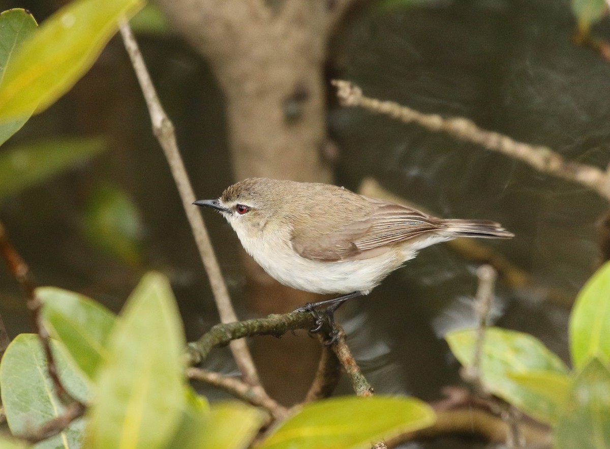 Mangrove Gerygone - David Ongley