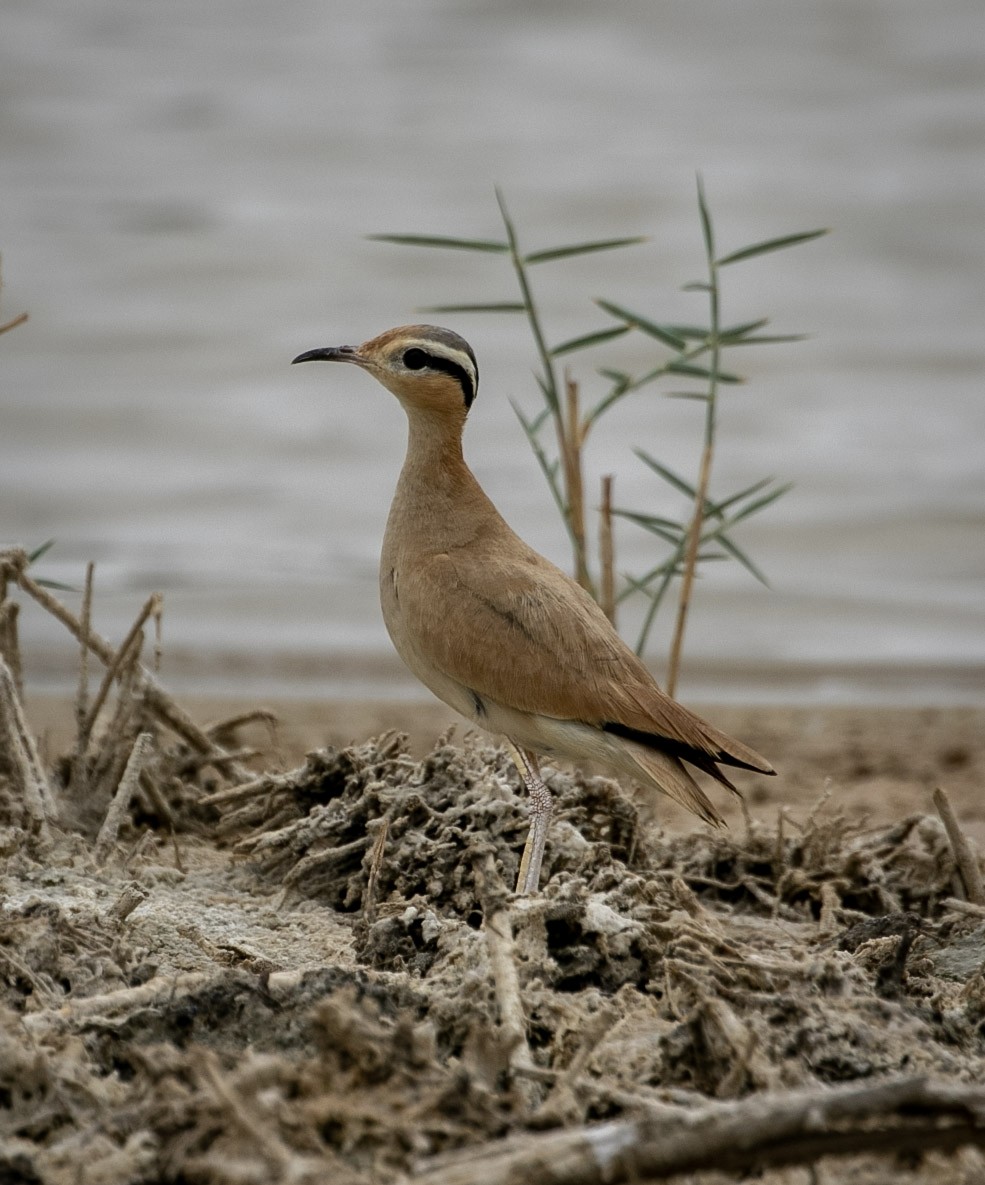Cream-colored Courser - ML355434641