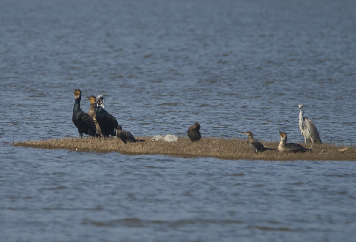 Cormorán Grande - ML355435191