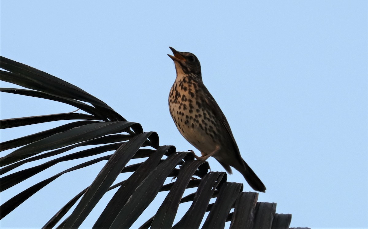 Song Thrush - ML355435521