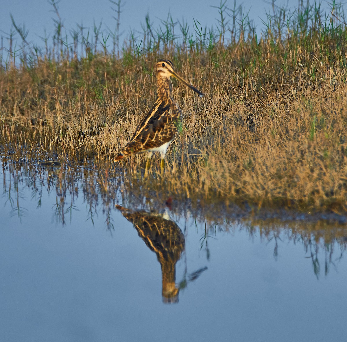 Common Snipe - ML355435701