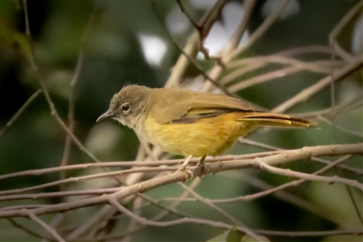 Gray Greenbul - ML355436021