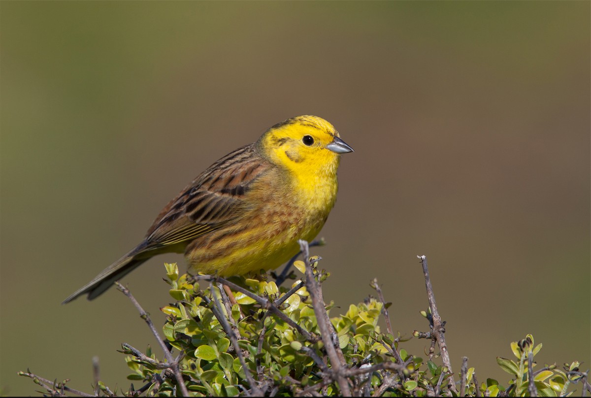 Yellowhammer - ML355439311
