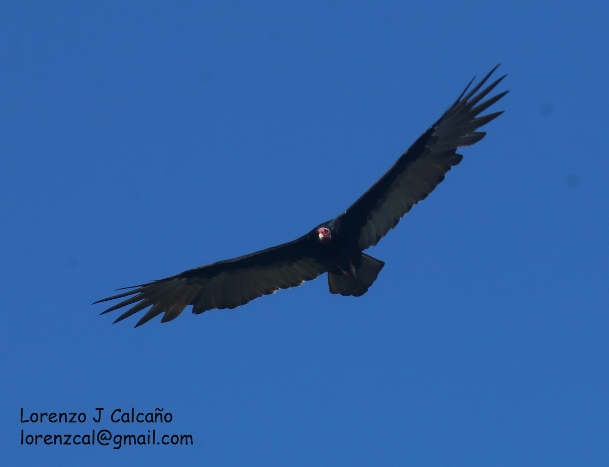 Turkey Vulture - ML355439591
