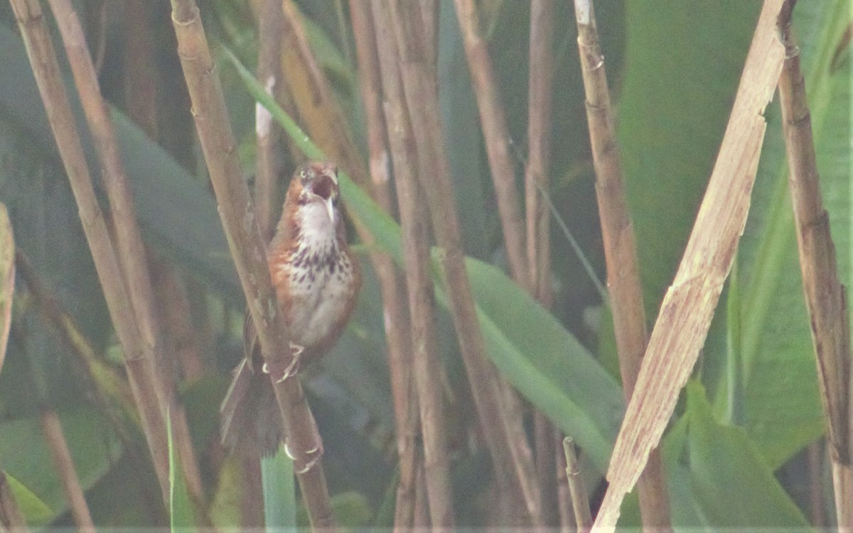 Black-streaked Scimitar-Babbler - Souvit Chuekongya