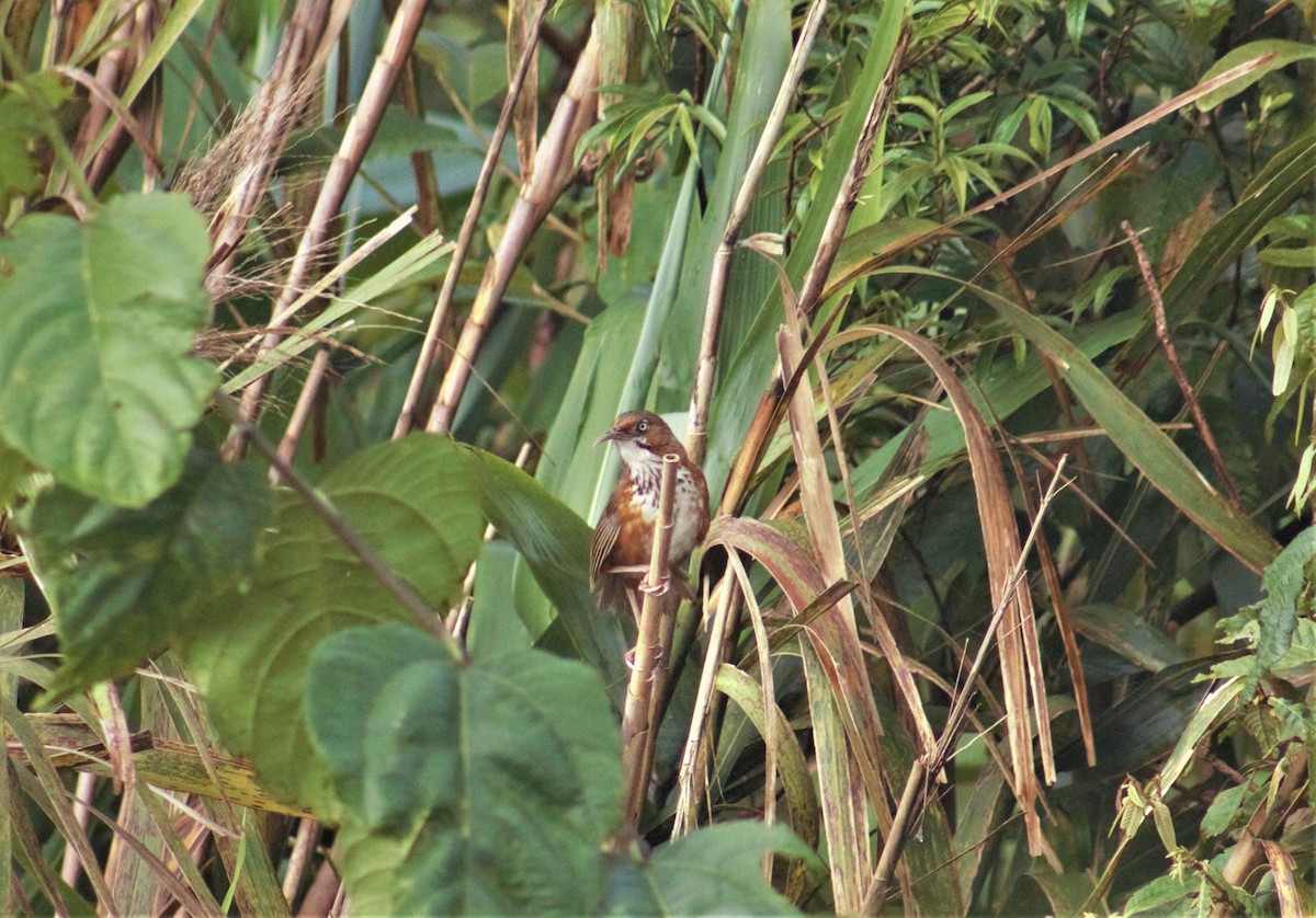 Black-streaked Scimitar-Babbler - Souvit Chuekongya