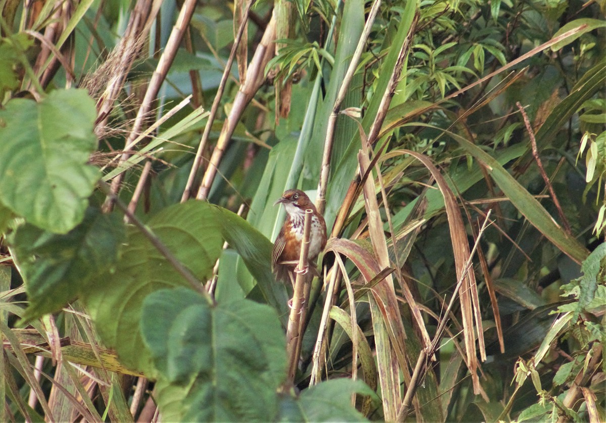 Black-streaked Scimitar-Babbler - ML355441461