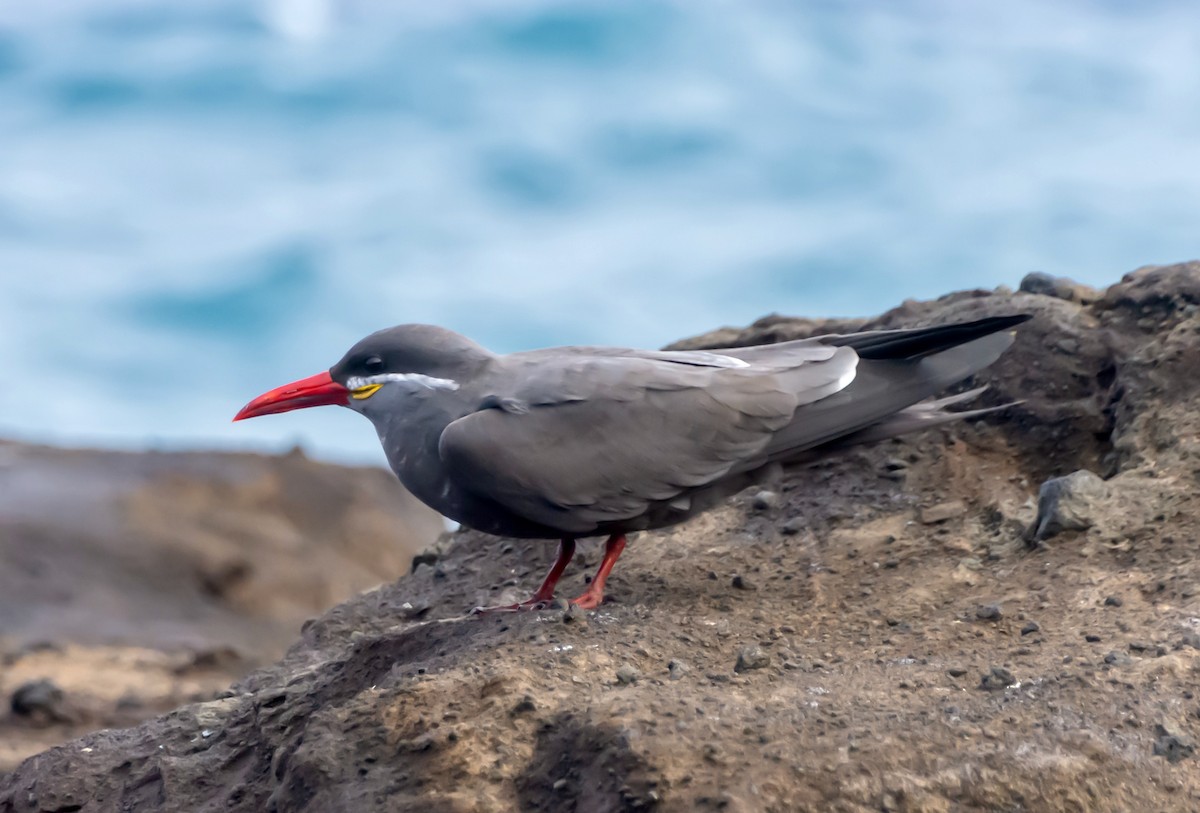 Inca Tern - Walter Oshiro