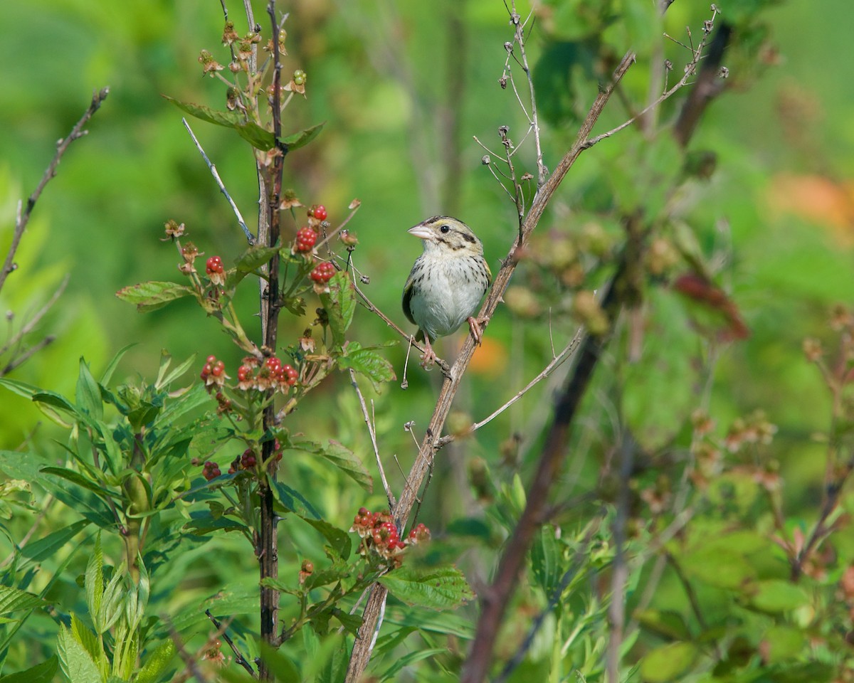Henslow's Sparrow - Jon Cefus