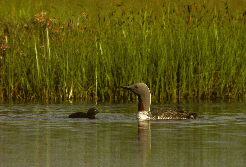 Red-throated Loon - Francesco Veronesi