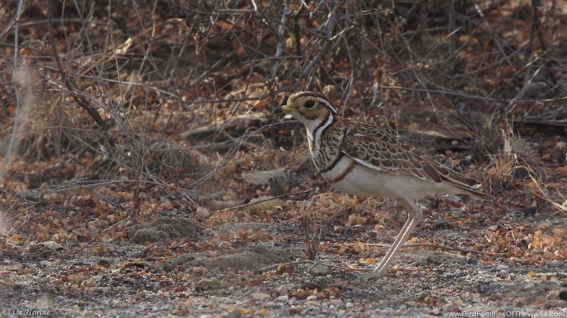 Three-banded Courser - ML355446701