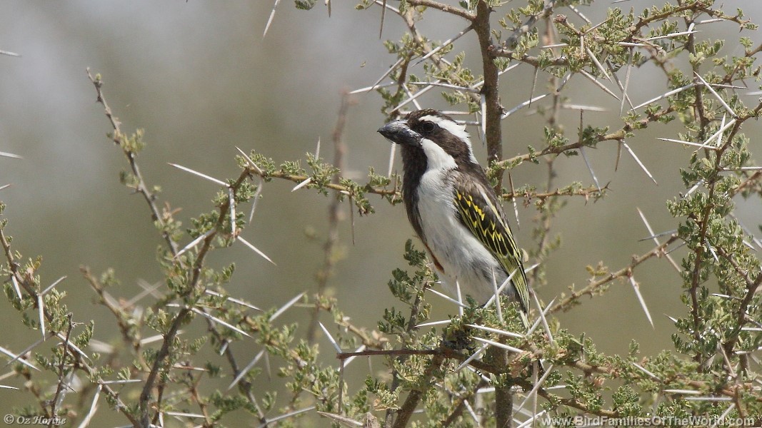 Black-throated Barbet - ML355446811