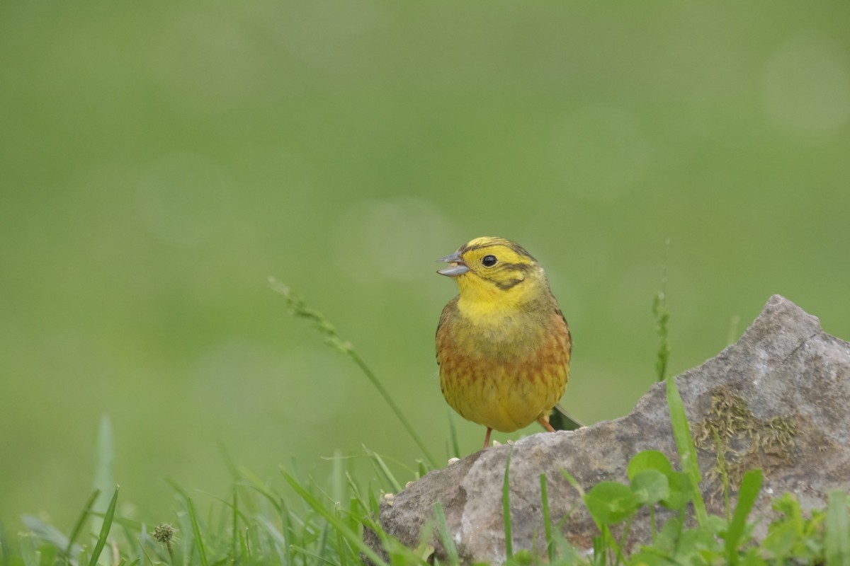 Yellowhammer - ML355448391