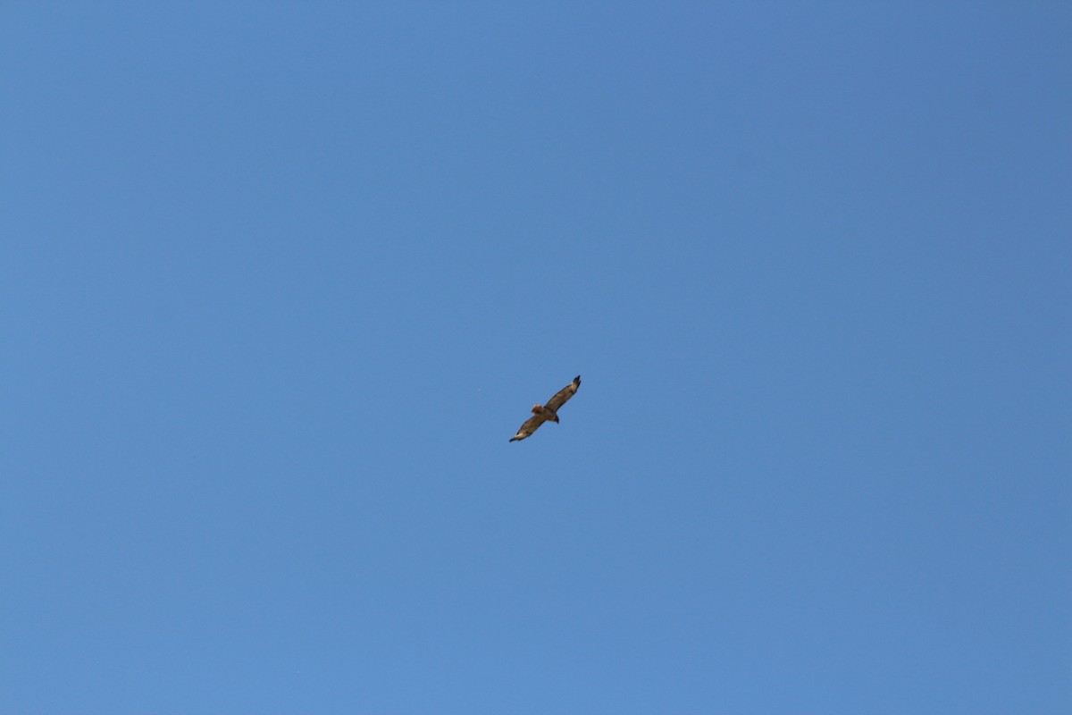 Red-tailed Hawk - Ben Johnson