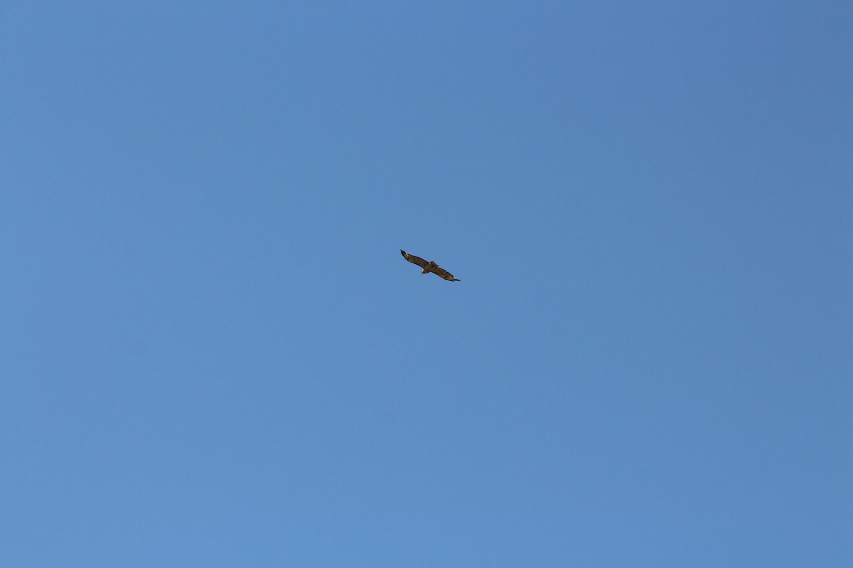 Red-tailed Hawk - ML355448851