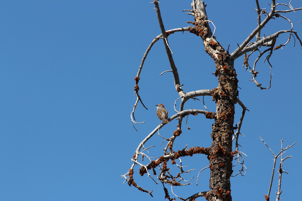 Chipping Sparrow - ML355448861