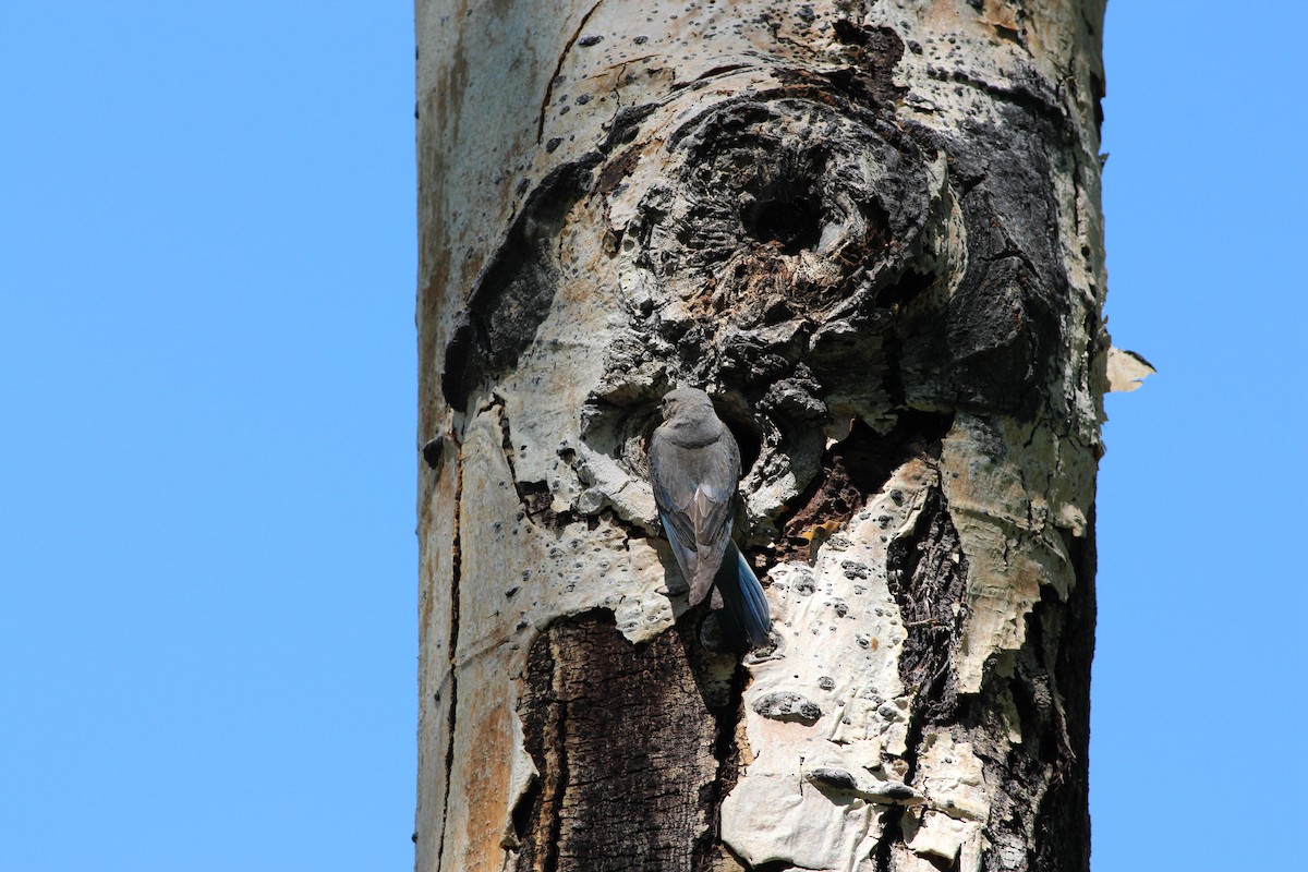 Mountain Bluebird - ML355449001