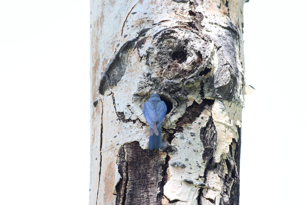 Mountain Bluebird - Ben Johnson