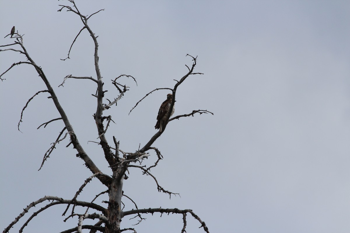 Red-tailed Hawk - ML355449481