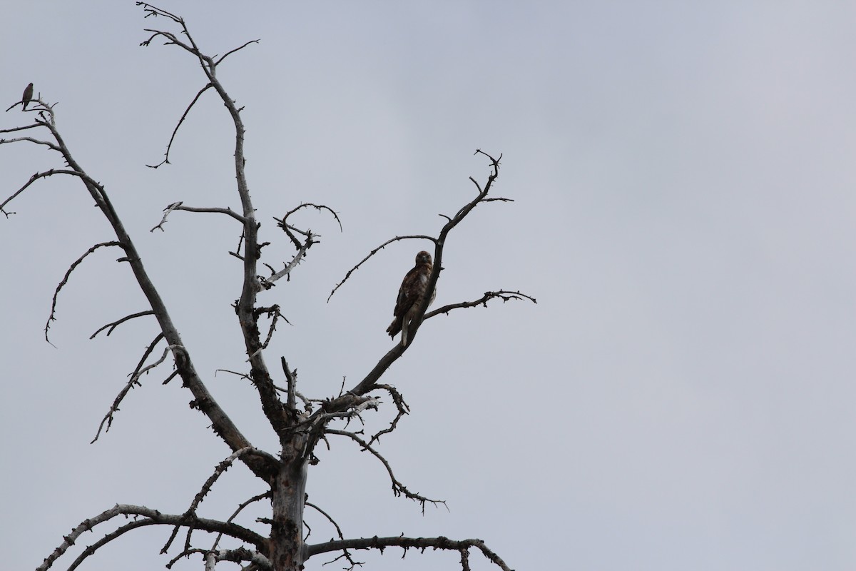 Red-tailed Hawk - ML355449491