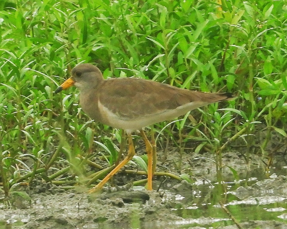 Gray-headed Lapwing - ML355449781