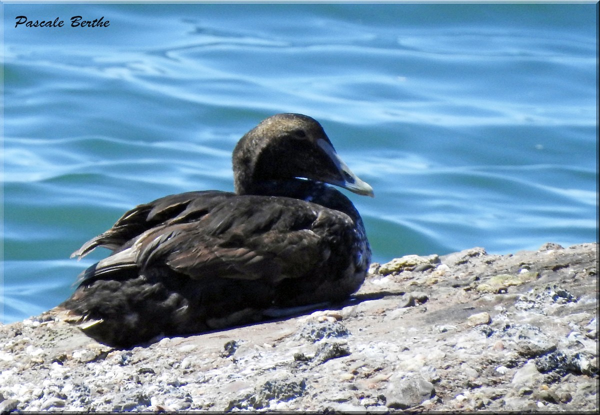 Common Eider - Pascale Berthe