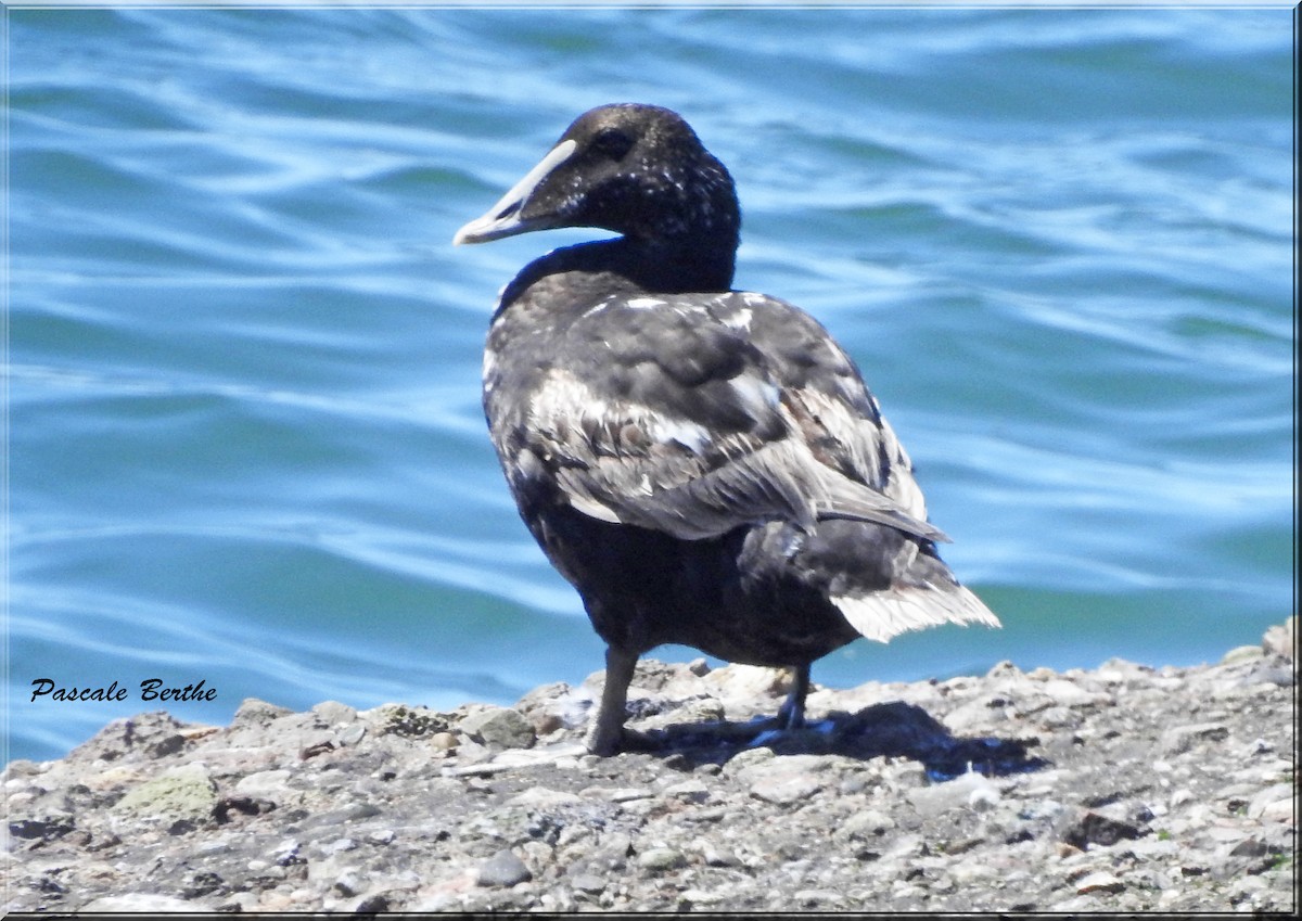 Common Eider - ML355450161