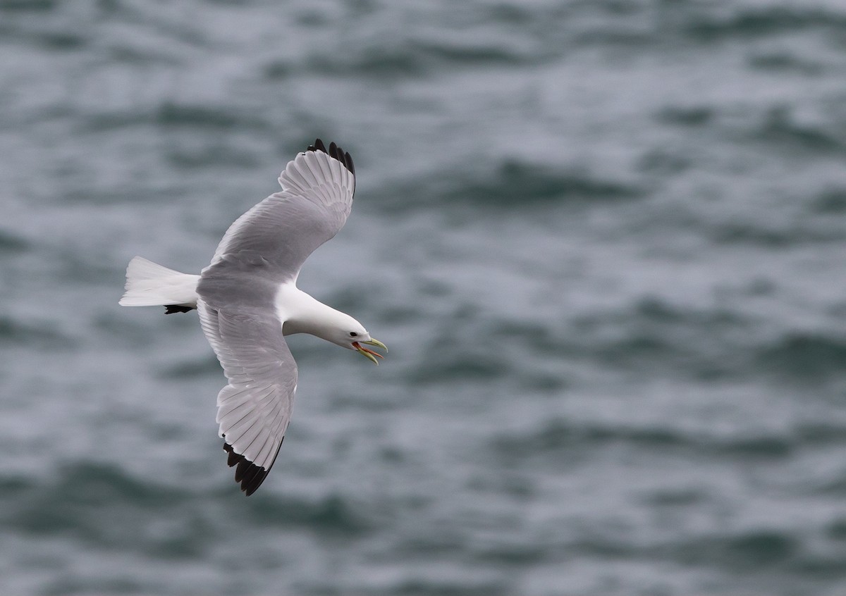 Black-legged Kittiwake - ML355450501