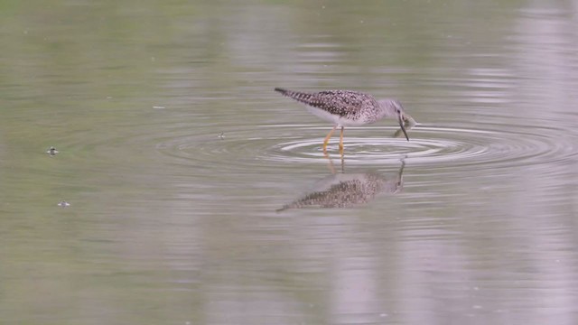 Lesser Yellowlegs - ML355450821