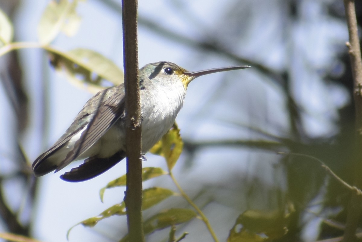 White-bellied Hummingbird - ML355451601