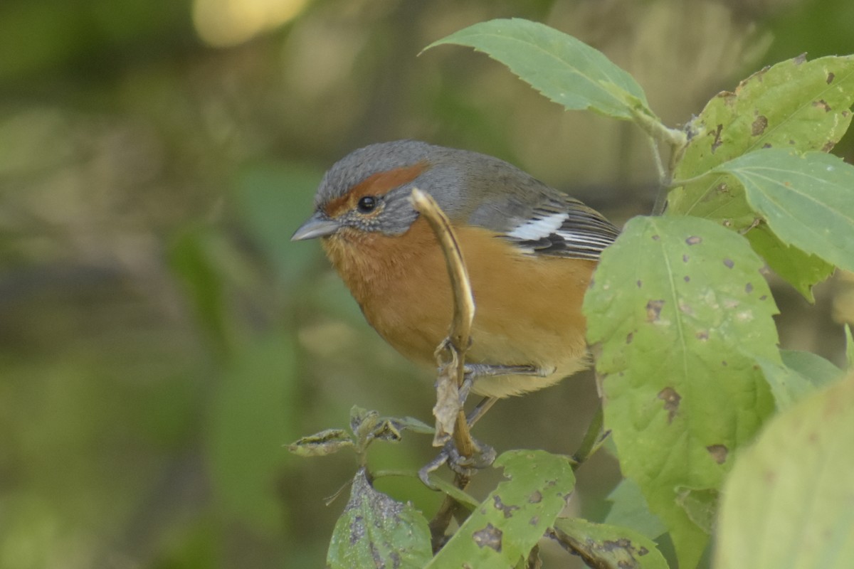 Rusty-browed Warbling Finch - ML355451701