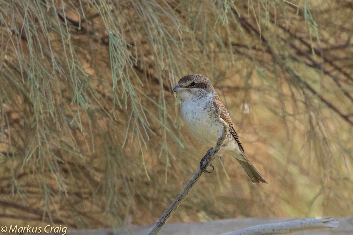 Red-backed Shrike - Markus Craig