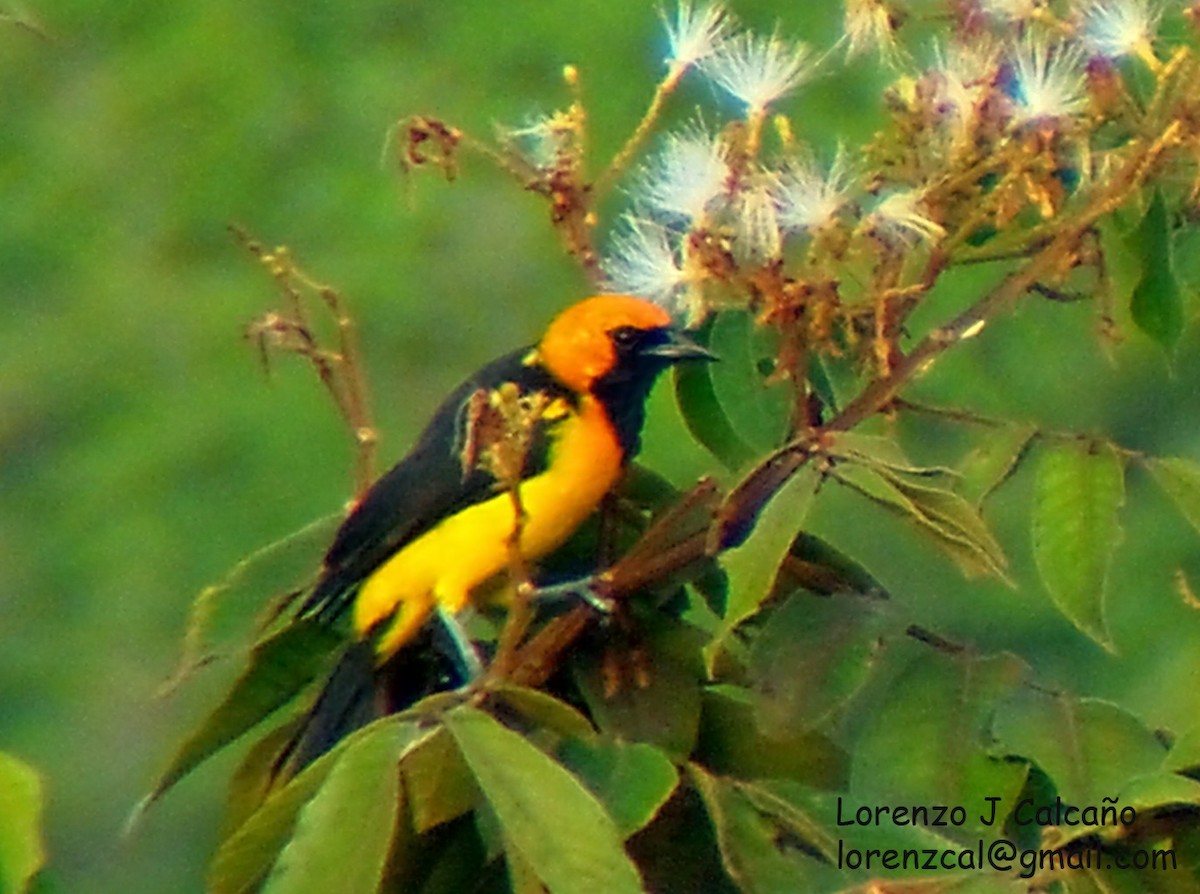 Oriole à tête d'or - ML355453611