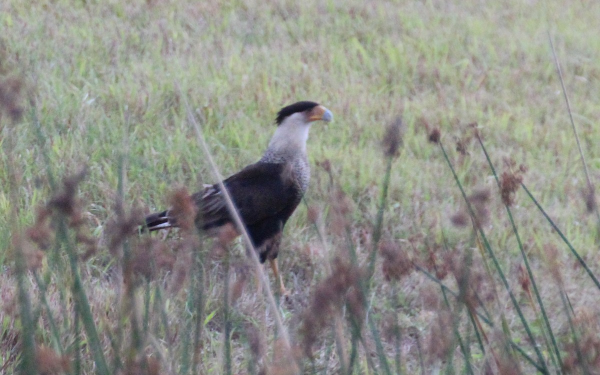 Crested Caracara (Northern) - ML355454291