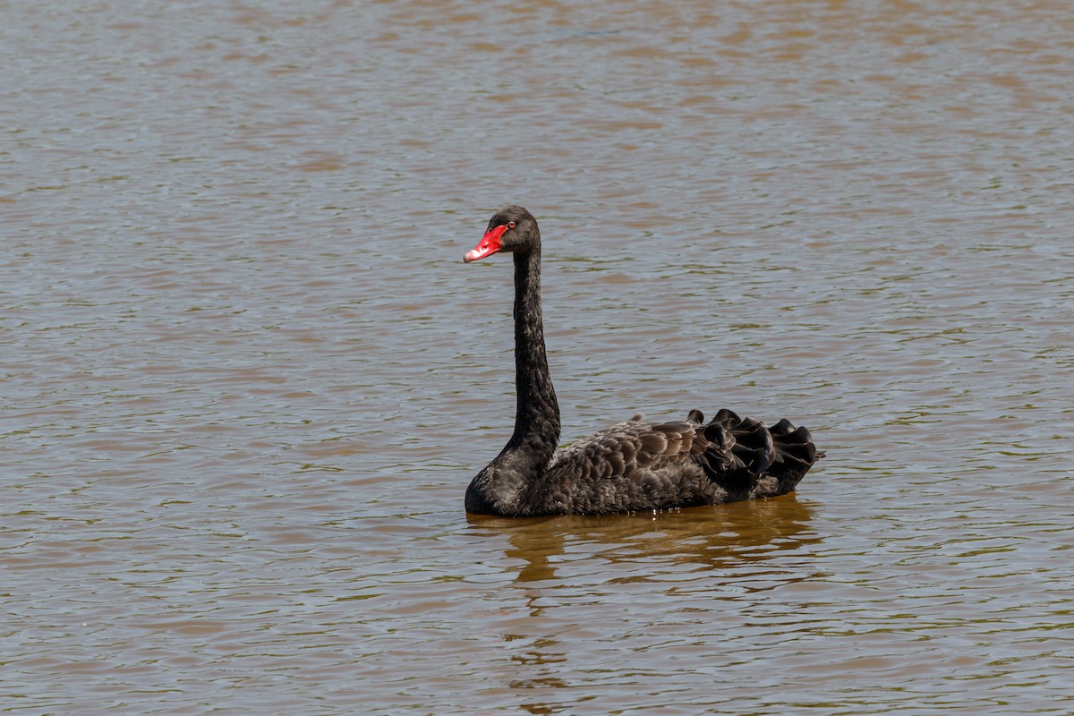 Black Swan - Stefan Heyne