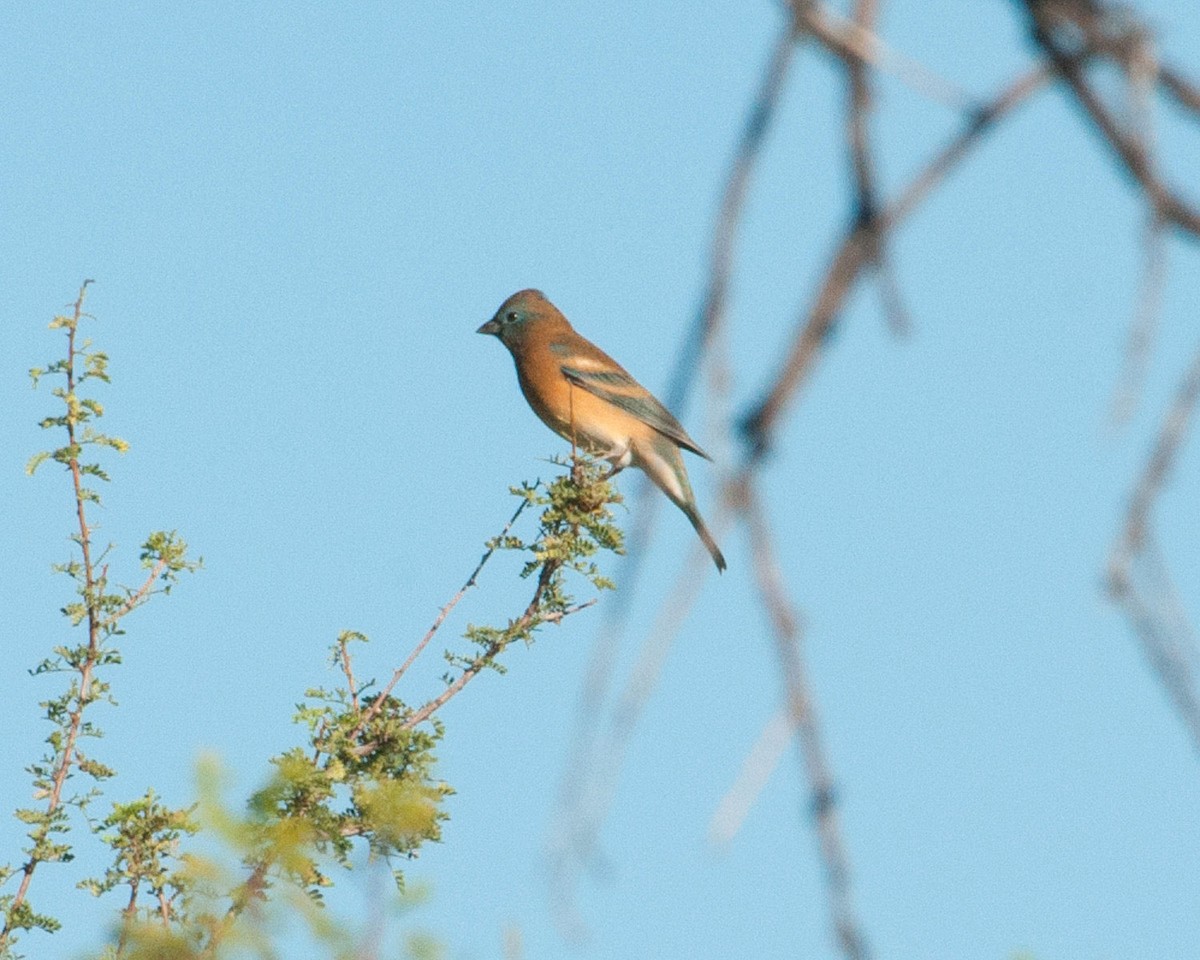 Lazuli Bunting - ML35545761