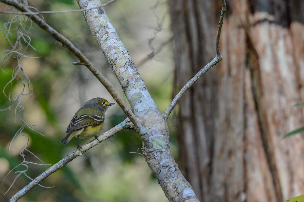 White-eyed Vireo - ML355458401