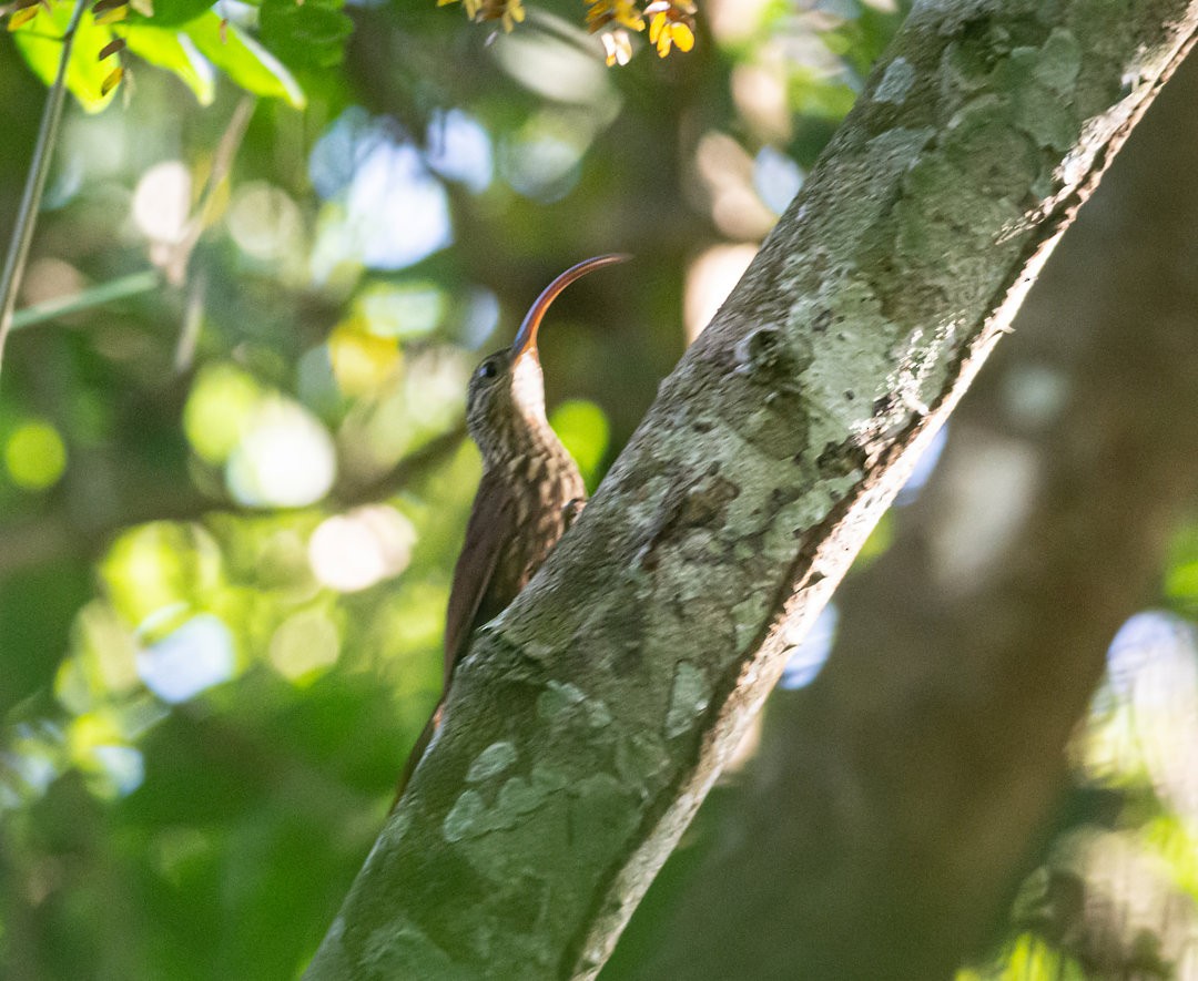 Xingu Scythebill - ML355458971