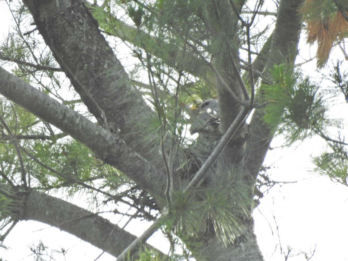 Mississippi Kite - ML355459971